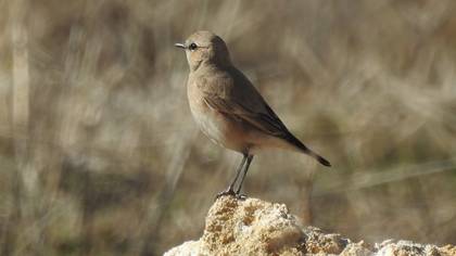 Isabelline Wheatear