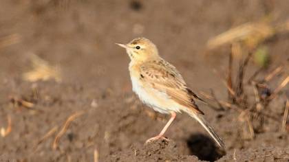 Tawny Pipit
