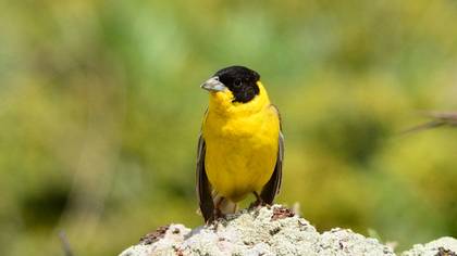 Black-headed Bunting