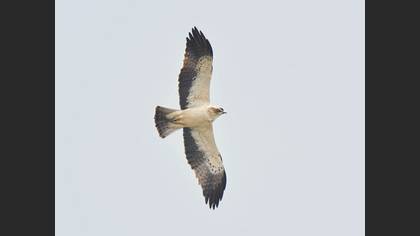 Booted Eagle