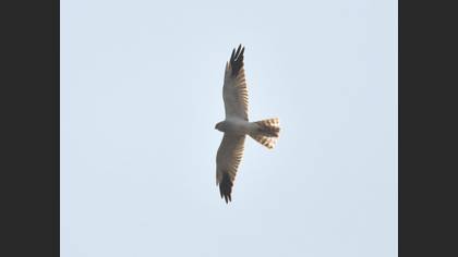 Pallid Harrier