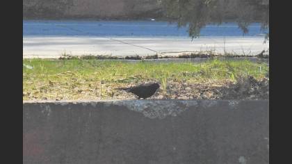 Common Blackbird