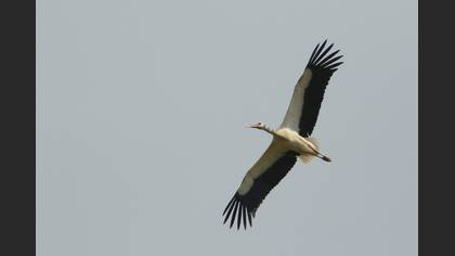 White Stork