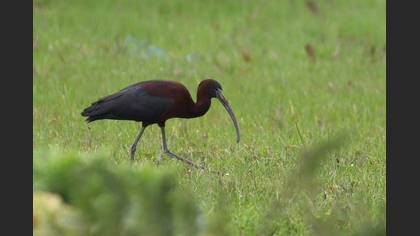 Glossy Ibis