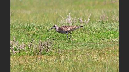 Eurasian Whimbrel