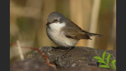 Lesser Whitethroat