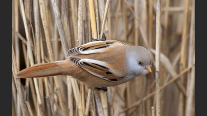 Bearded Reedling