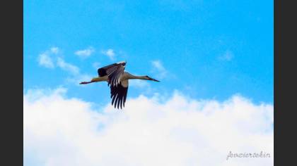 White Stork