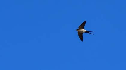 European Red-rumped Swallow
