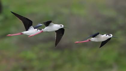 Black-winged Stilt