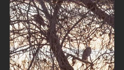 Black-crowned Night Heron