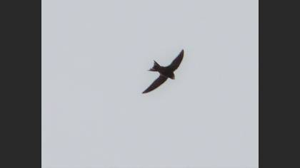 Common Swift
