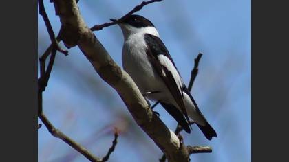 Collared Flycatcher