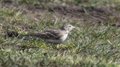 Greater Short-toed Lark