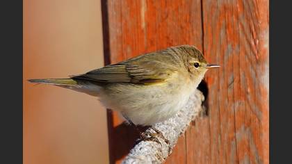 Common Chiffchaff