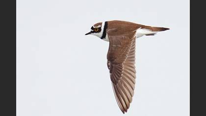 Little Ringed Plover