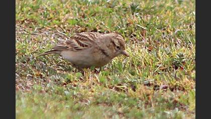Greater Short-toed Lark