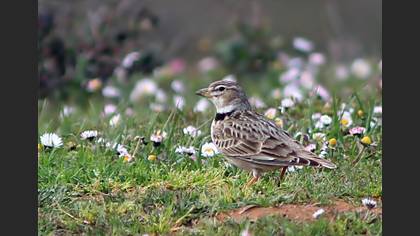 Calandra Lark