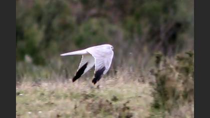 Pallid Harrier
