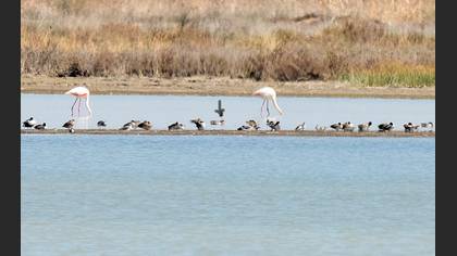 Garganey
