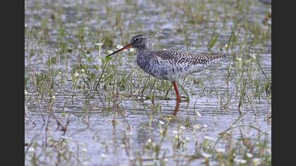 Spotted Redshank