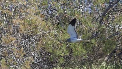 Hen Harrier