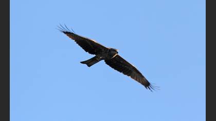 Black Kite