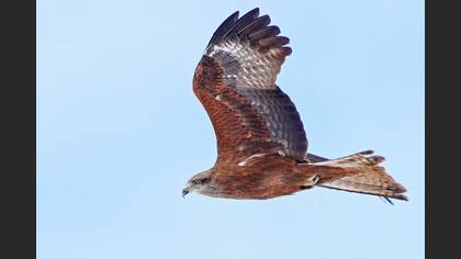 Black Kite