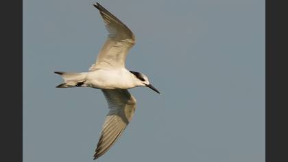 Sandwich Tern