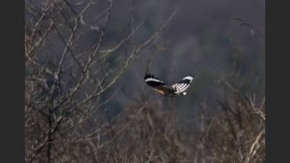 Common Hoopoe