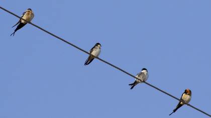 European Red-rumped Swallow