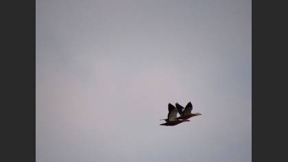 Ruddy Shelduck