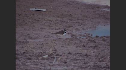 Little Ringed Plover