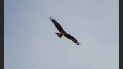 Black Kite