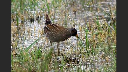 Spotted Crake