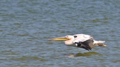 Great White Pelican