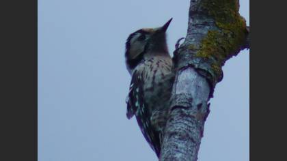 Lesser Spotted Woodpecker