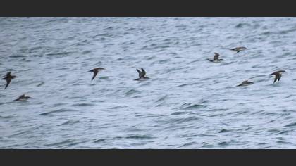 Yelkouan Shearwater