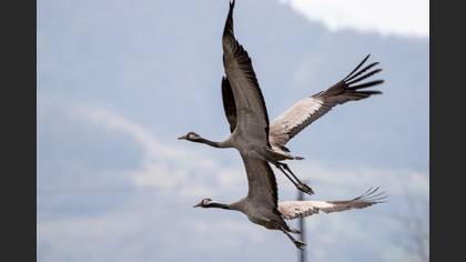 Common Crane
