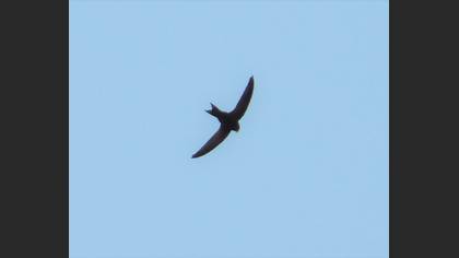 Common Swift