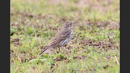Buff-bellied Pipit