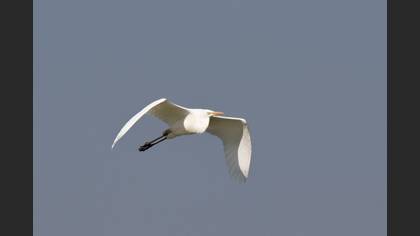 Great Egret