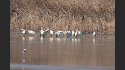 Eurasian Spoonbill