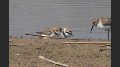 Kentish Plover