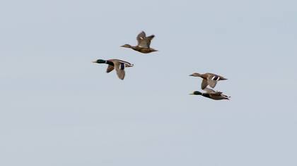 Mallard