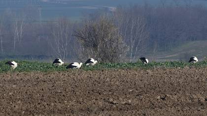 White Stork