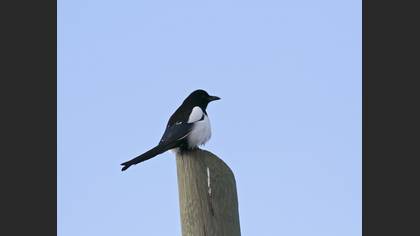 Eurasian Magpie
