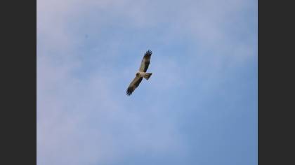 Booted Eagle