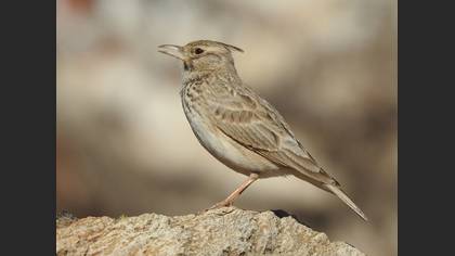 Crested Lark
