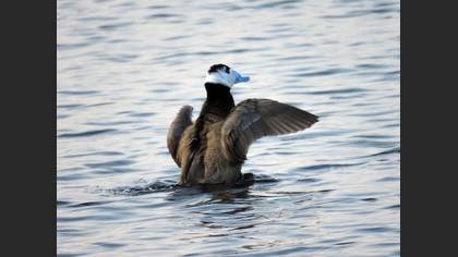 White-headed Duck